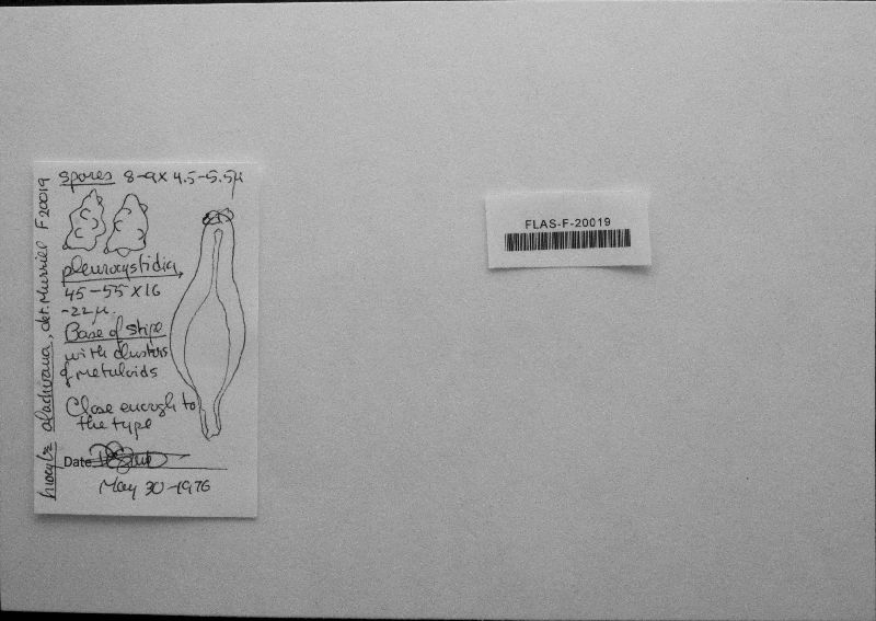 Inocybe alachuana image