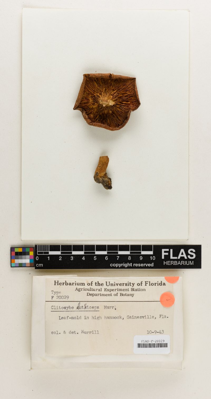 Clitocybe luteiceps image