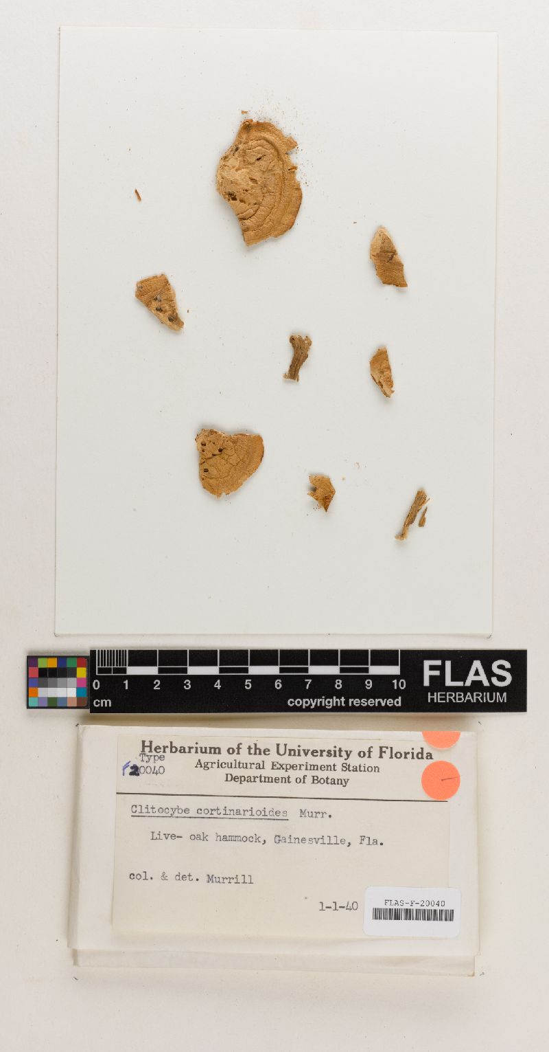 Clitocybe cortinarioides image
