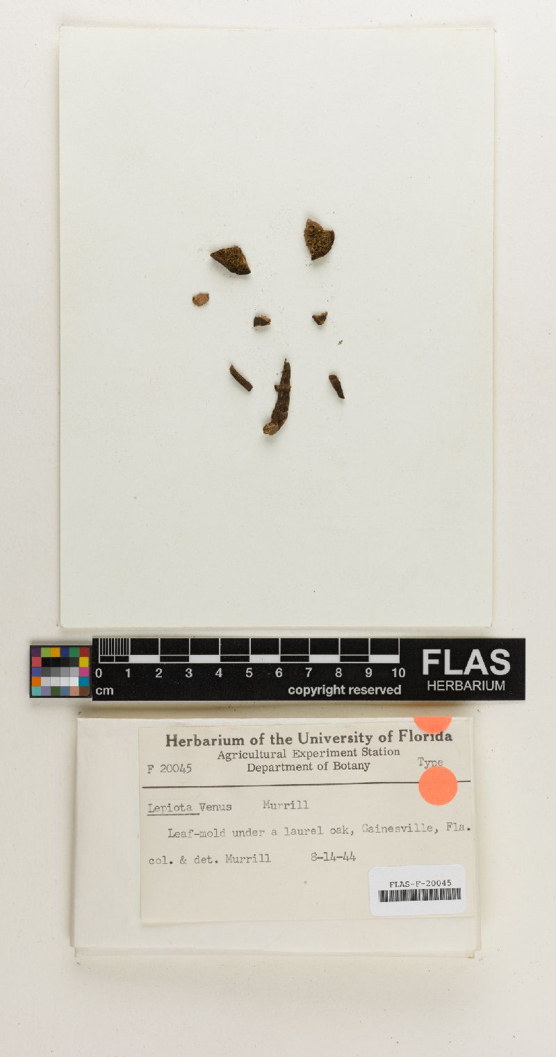 Lepiota venus image