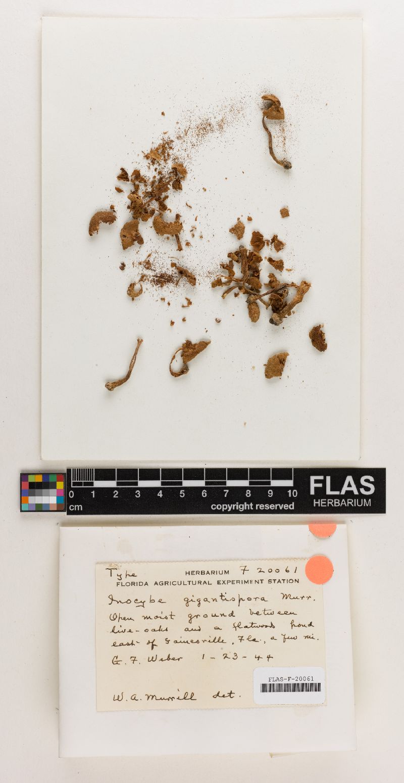 Inocybe gigantispora image