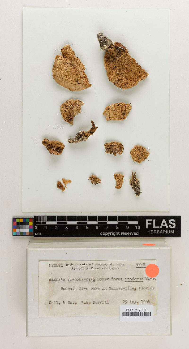Amanita roanokensis f. inodora image