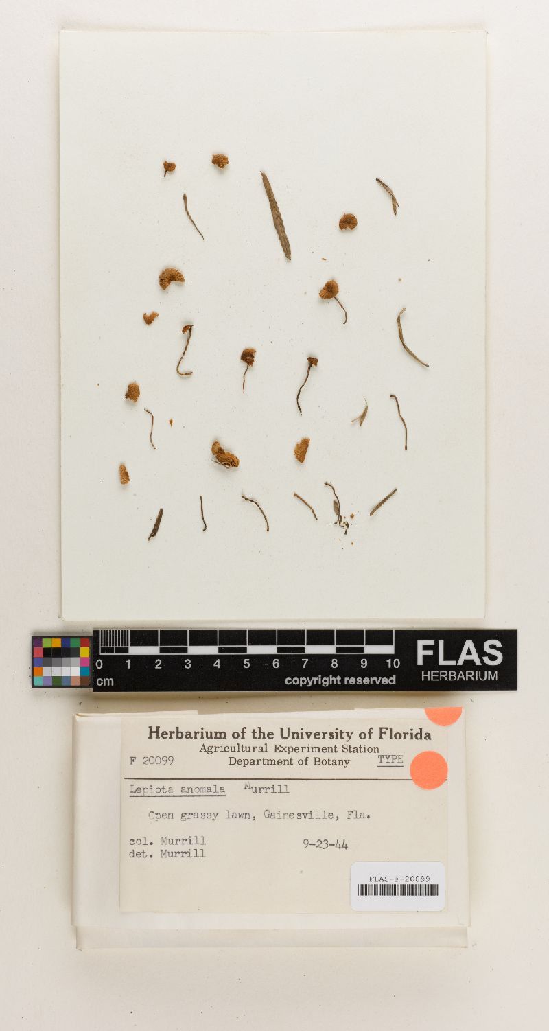 Lepiota anomala image