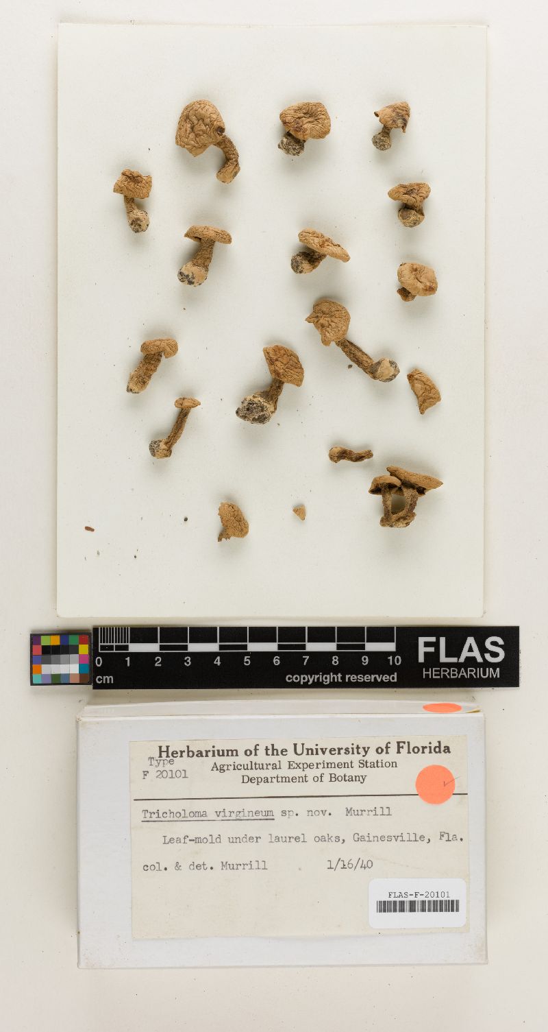 Tricholoma virgineum image
