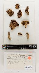 Tricholoma malodorum image