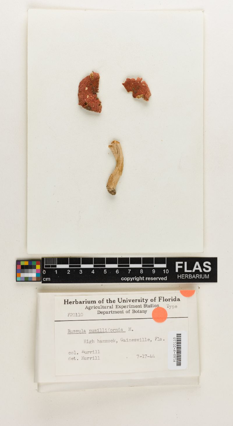 Russula pusilliformis image