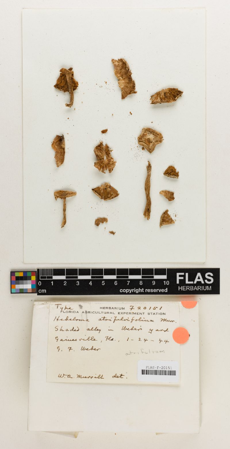 Hebeloma atrifulvifolium image
