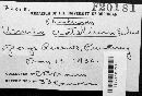 Urnula craterium image