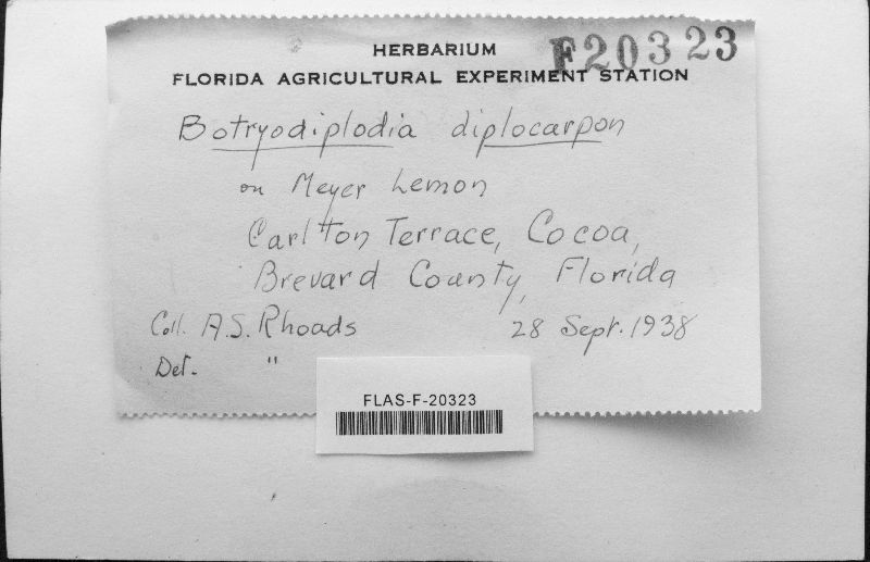 Botryodiplodia diplocarpa image