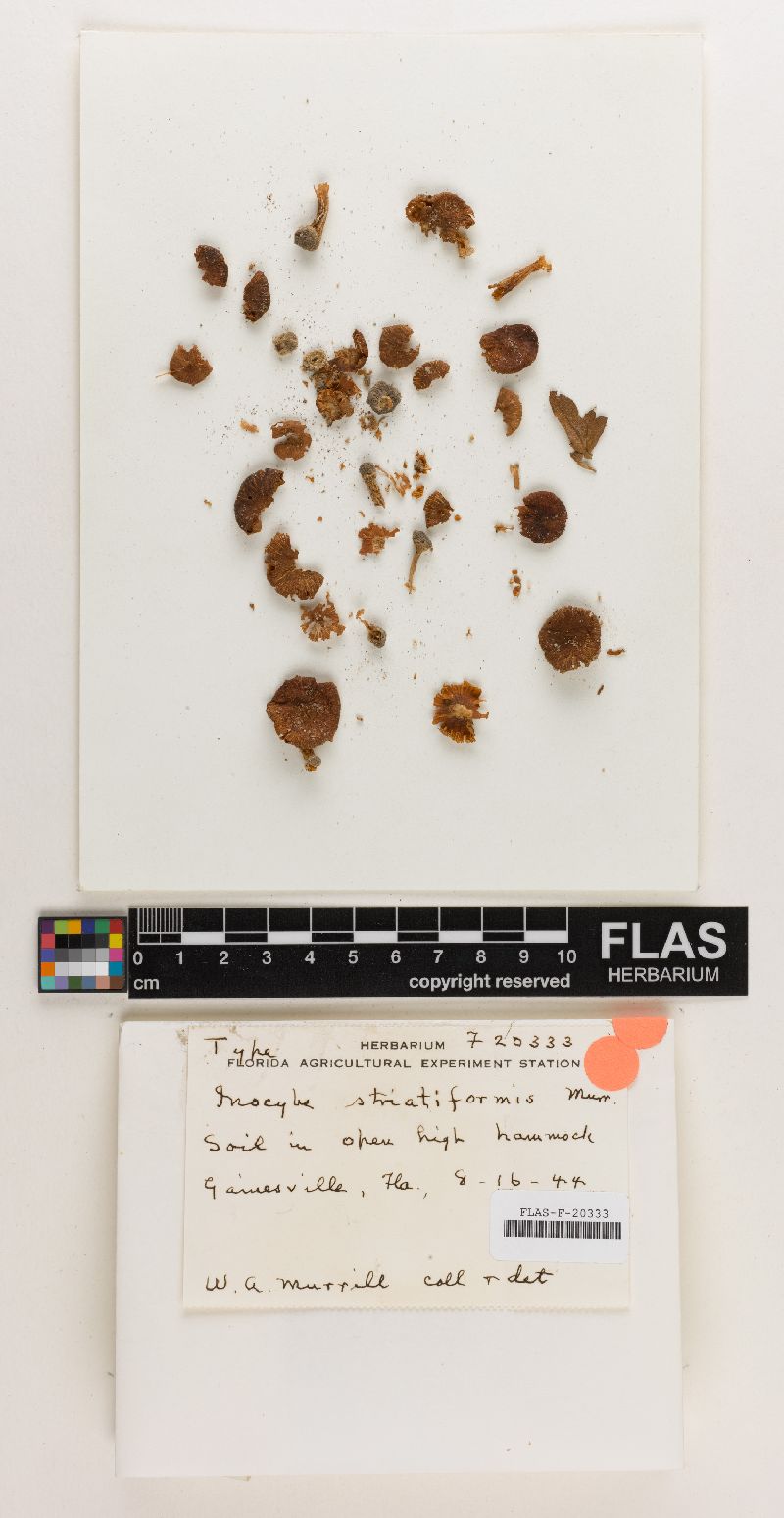 Inocybe striatiformis image