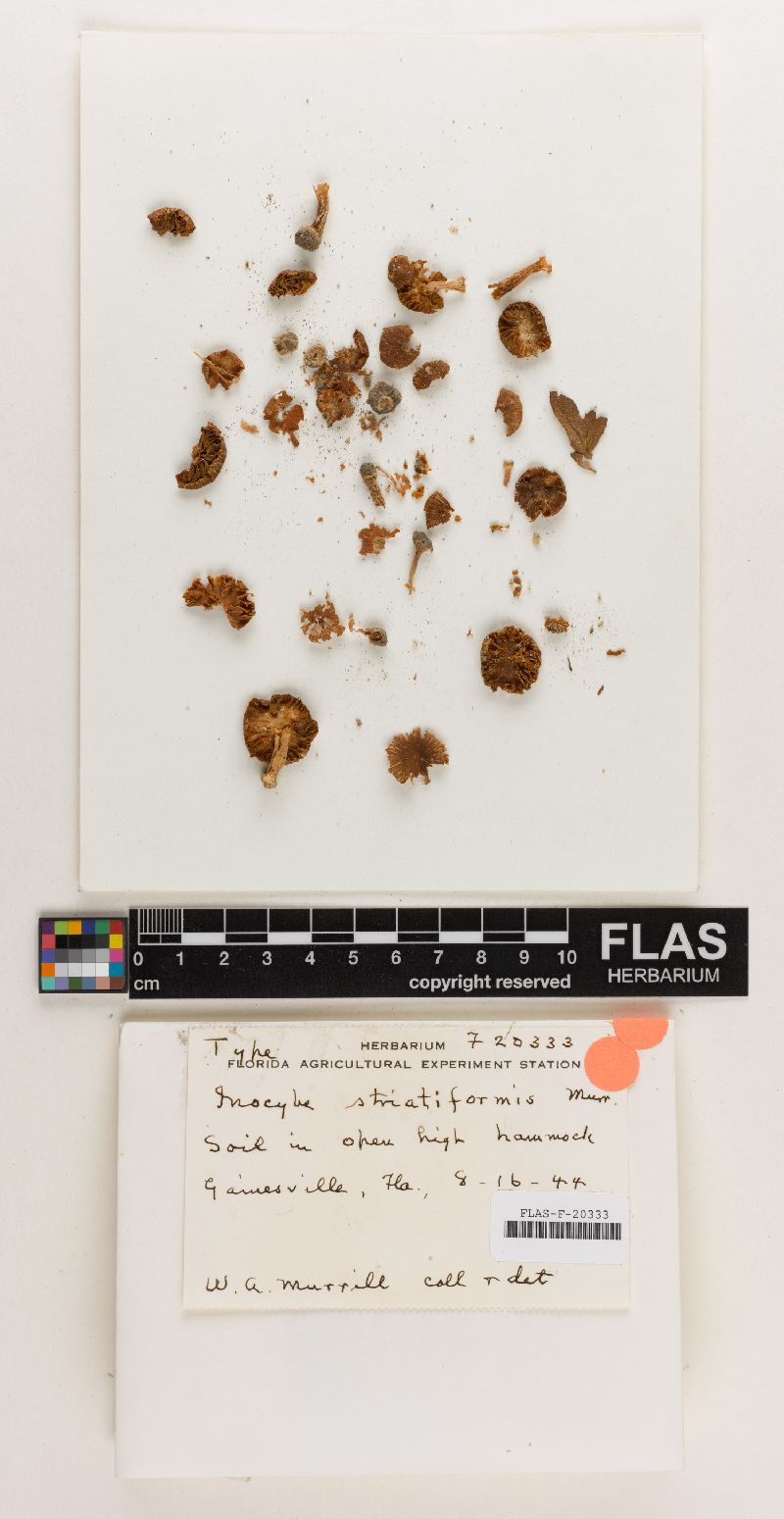 Inocybe striatiformis image