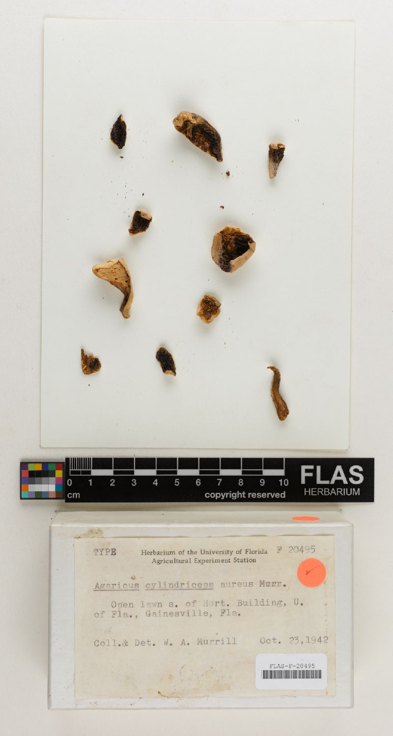 Agaricus cylindriceps image
