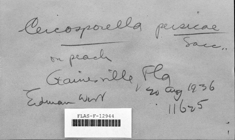 Mycosphaerella pruni-persicae image
