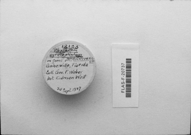 Physarum polycephalum image