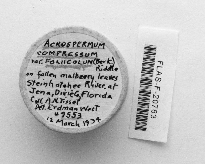 Acrospermum compressum var. foliicola image