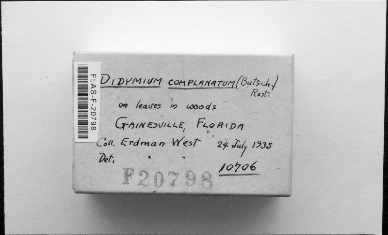 Didymium complanatum image