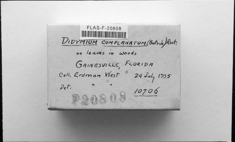 Didymium complanatum image
