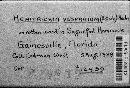 Metatrichia vesparium image