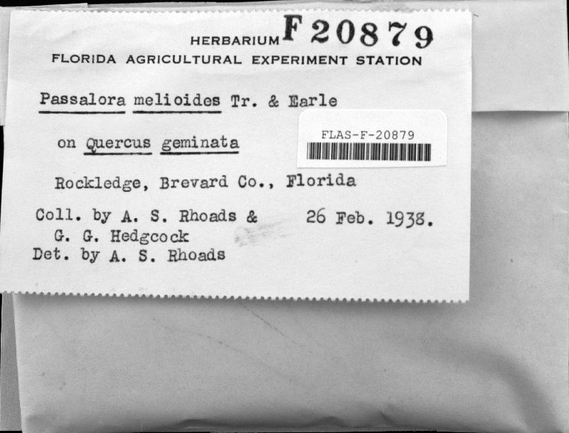 Passalora melioloides image