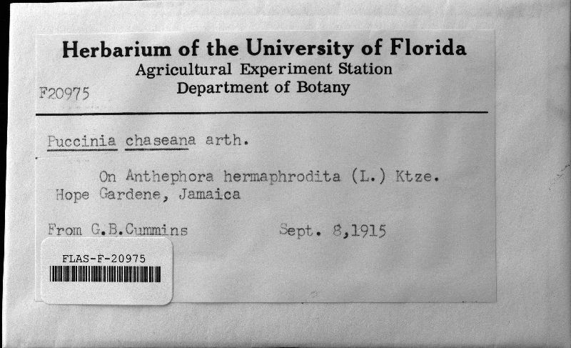 Puccinia chaseana image