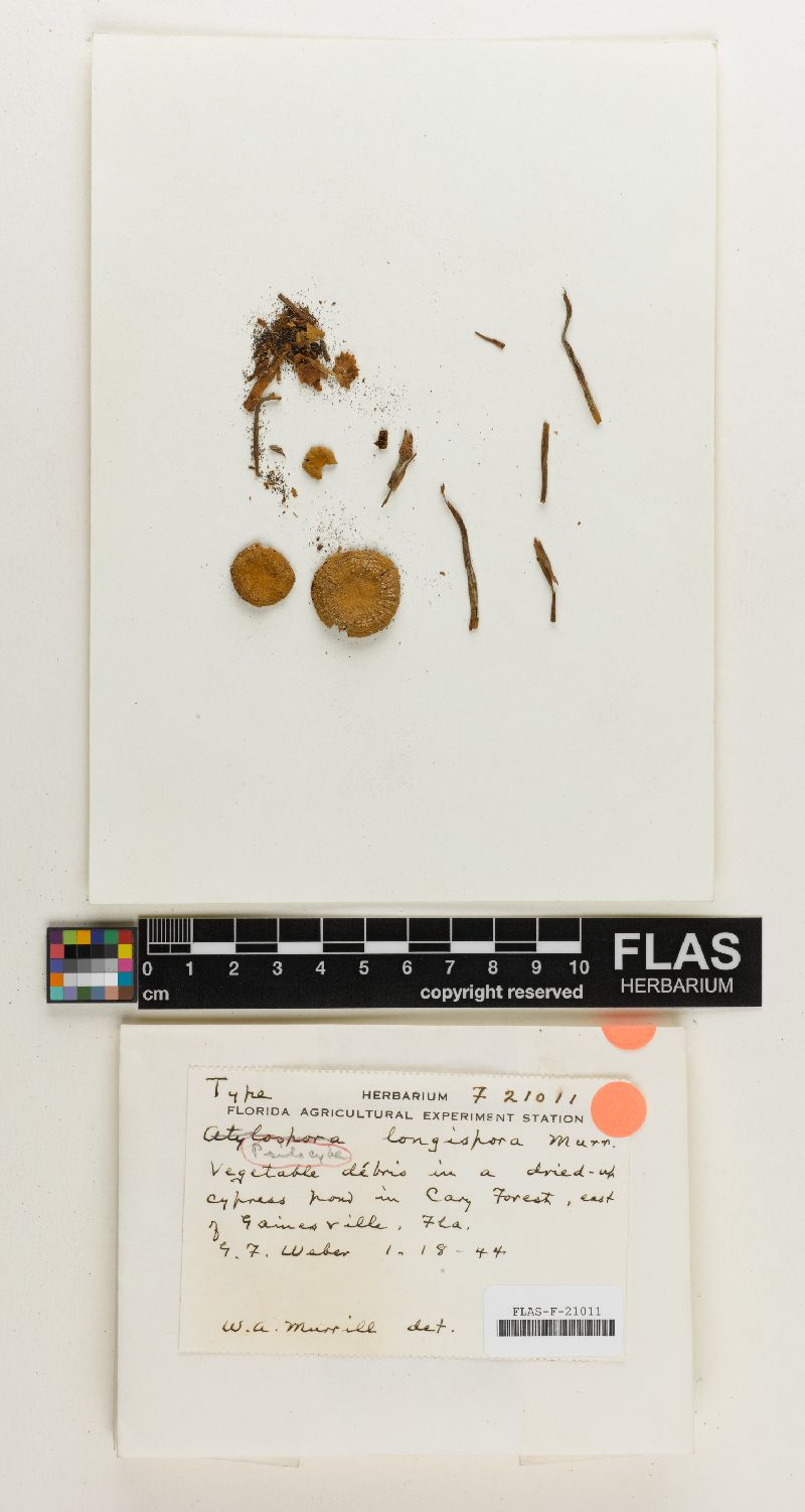 Psilocybe longispora image