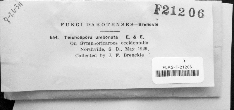 Teichospora umbonata image