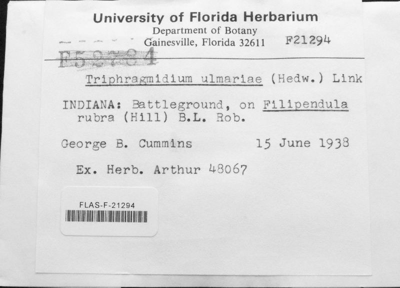 Triphragmium ulmariae image