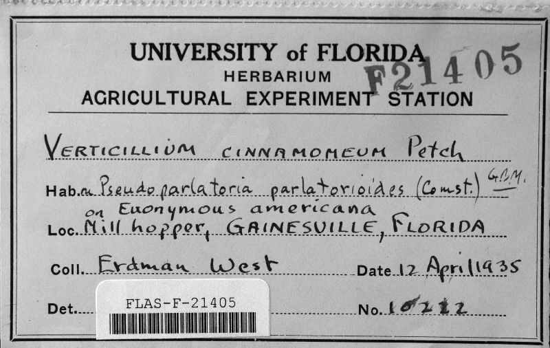 Paecilomyces cinnamomeus image