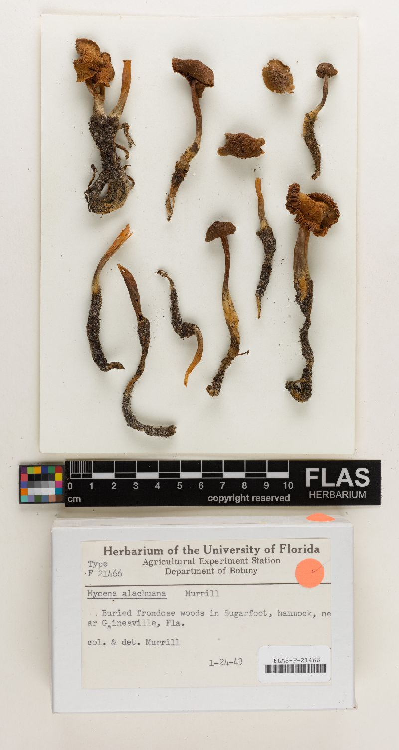 Mycena alachuana image