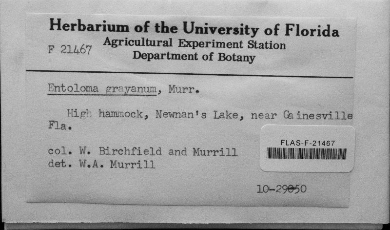 Entoloma grayanum image