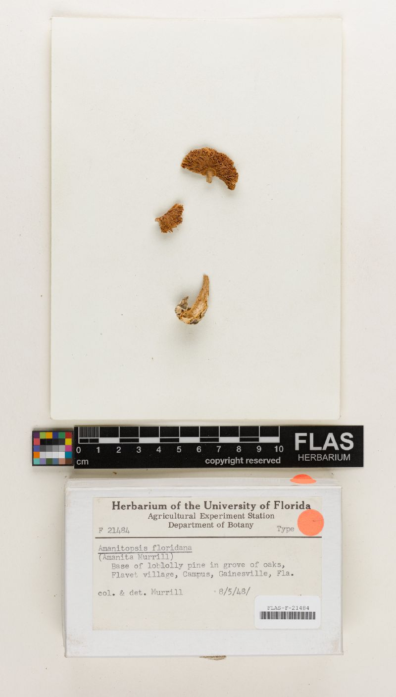 Amanitopsis floridana image
