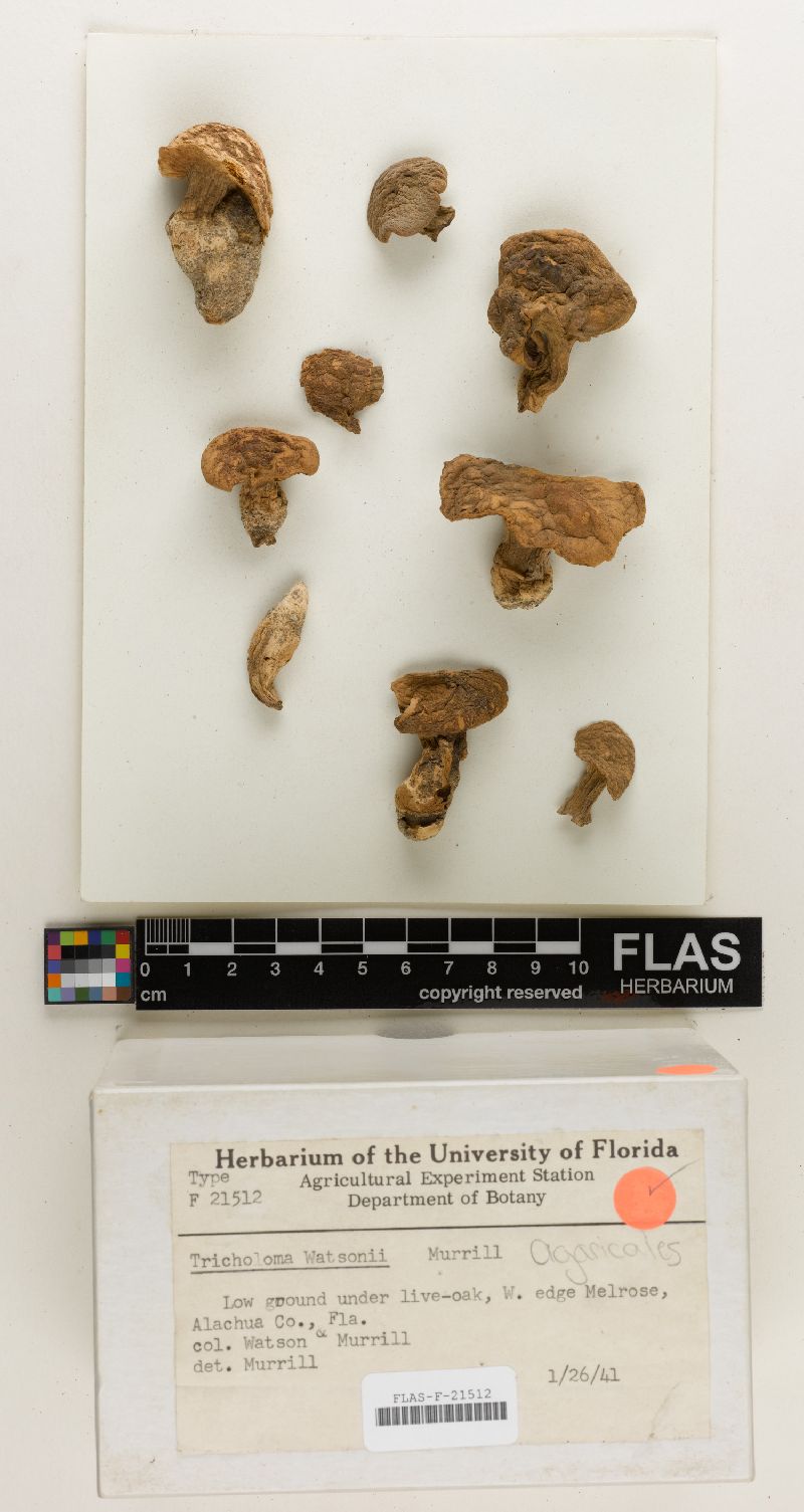 Tricholoma watsonii image