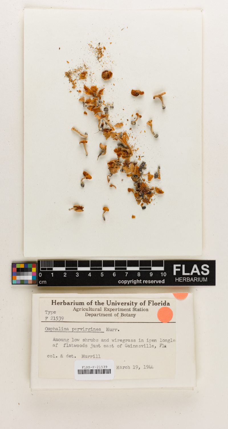 Omphalia pervirginea image