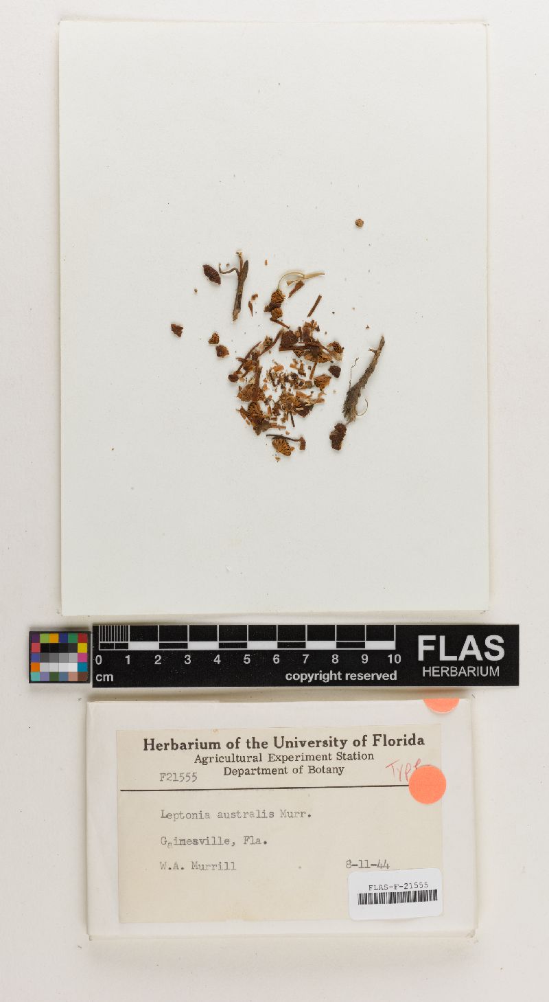 Leptonia australis image