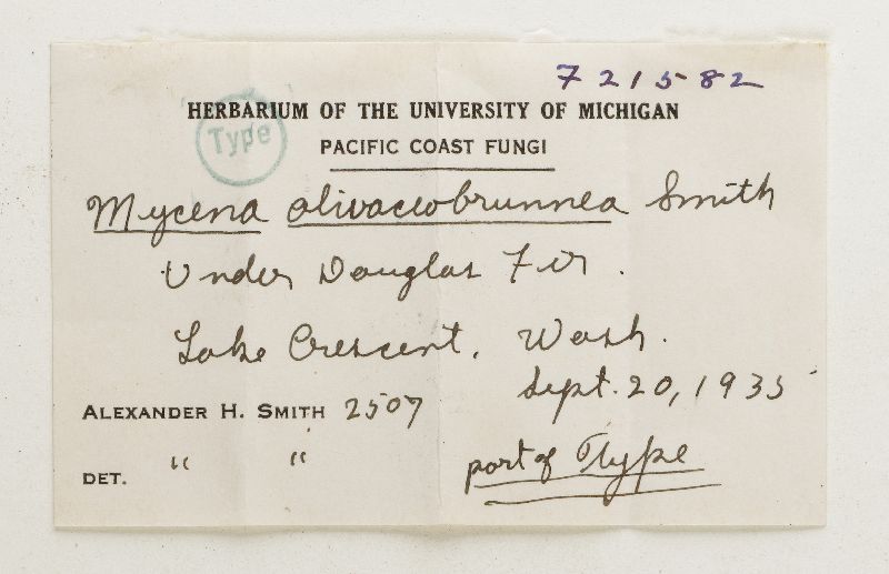 Mycena olivaceobrunnea image
