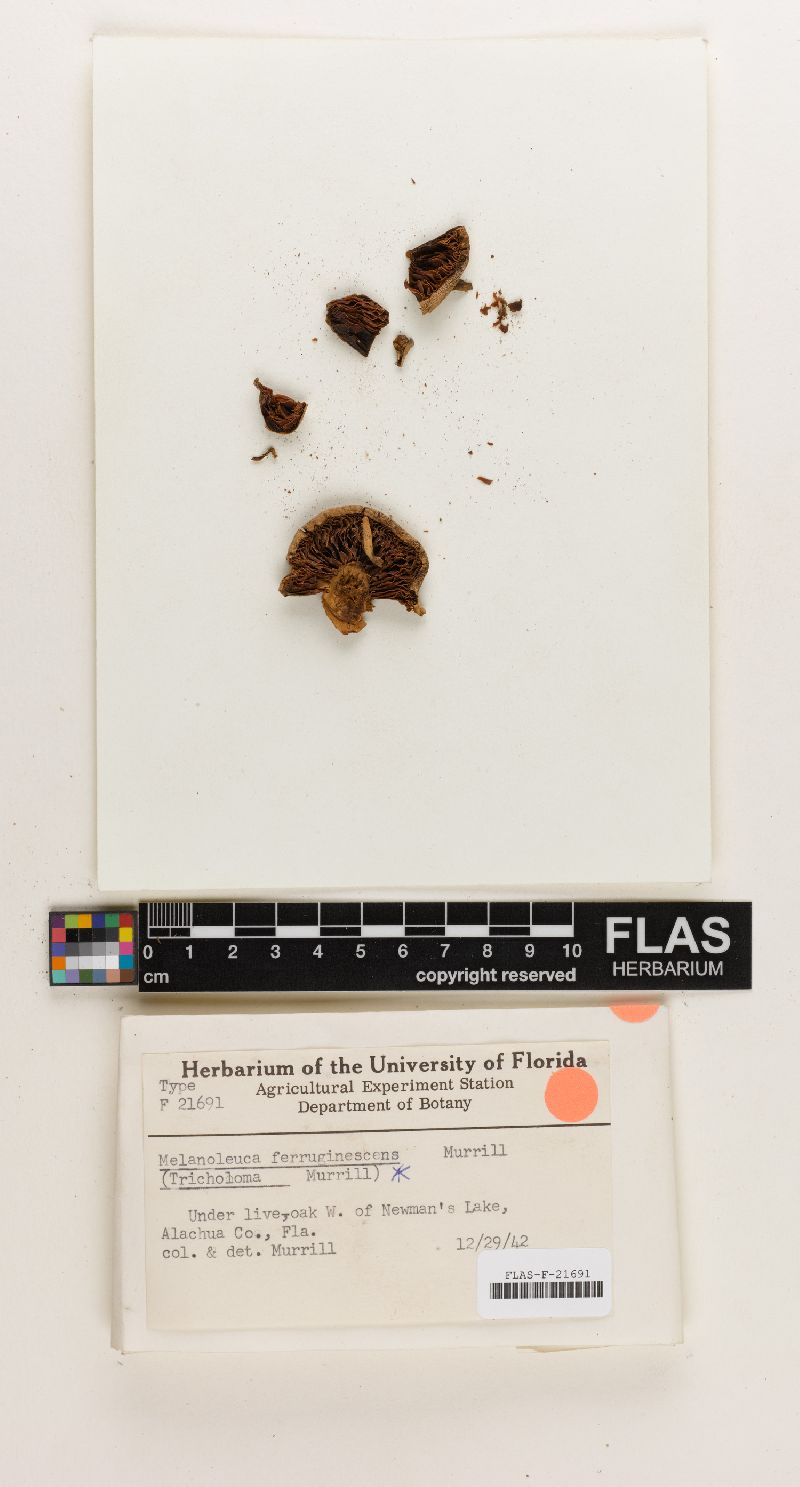 Melanoleuca ferruginescens image