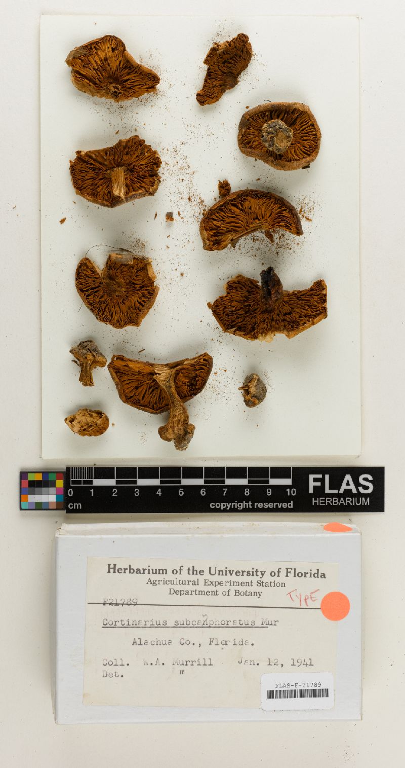 Cortinarius subcamphorata image