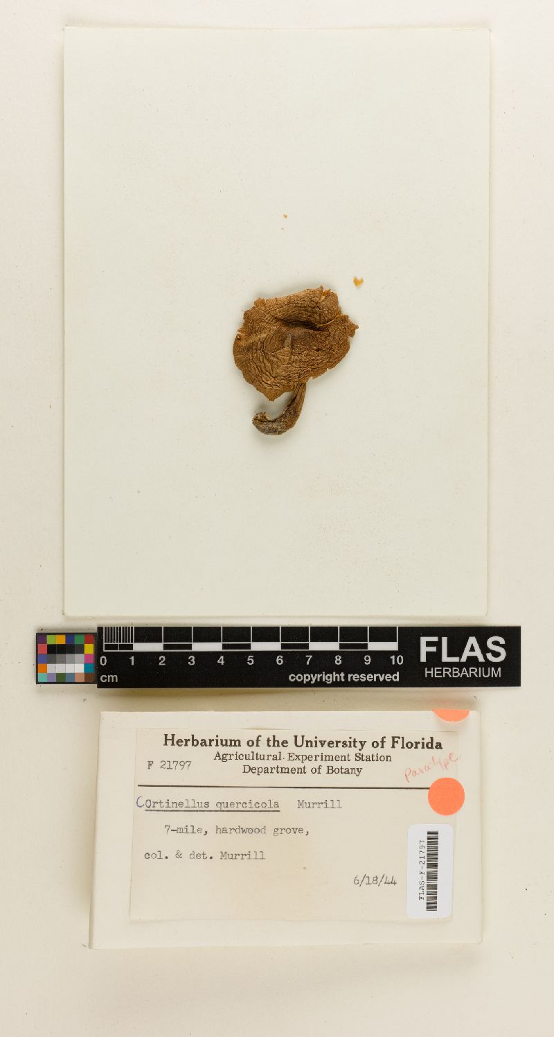 Cortinellus quercicola image