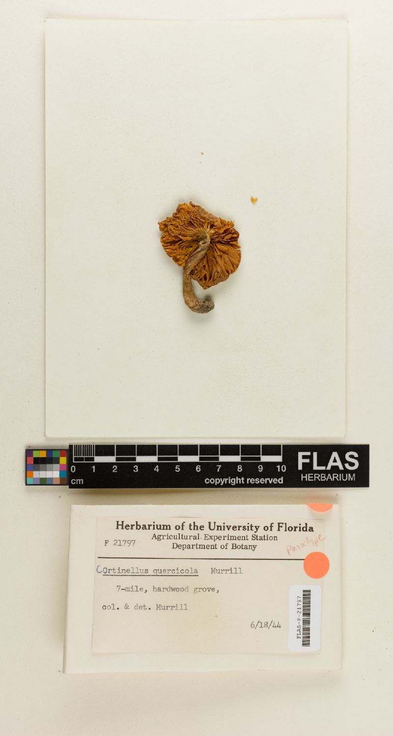 Cortinellus quercicola image