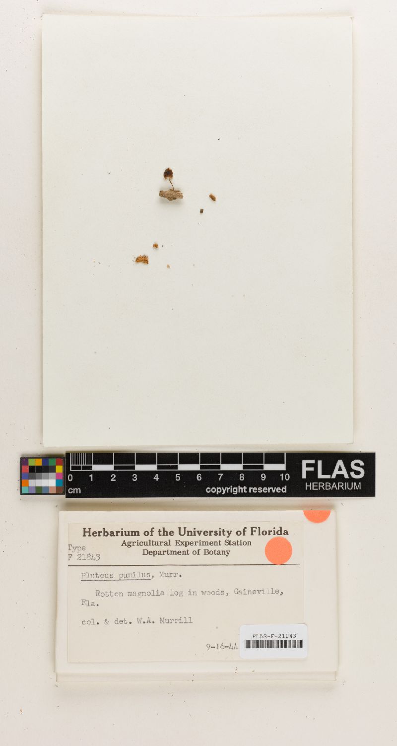 Pluteus pumilus image