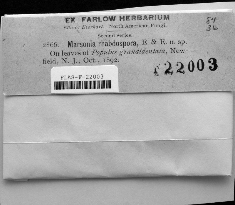 Marssonia rhabdospora image