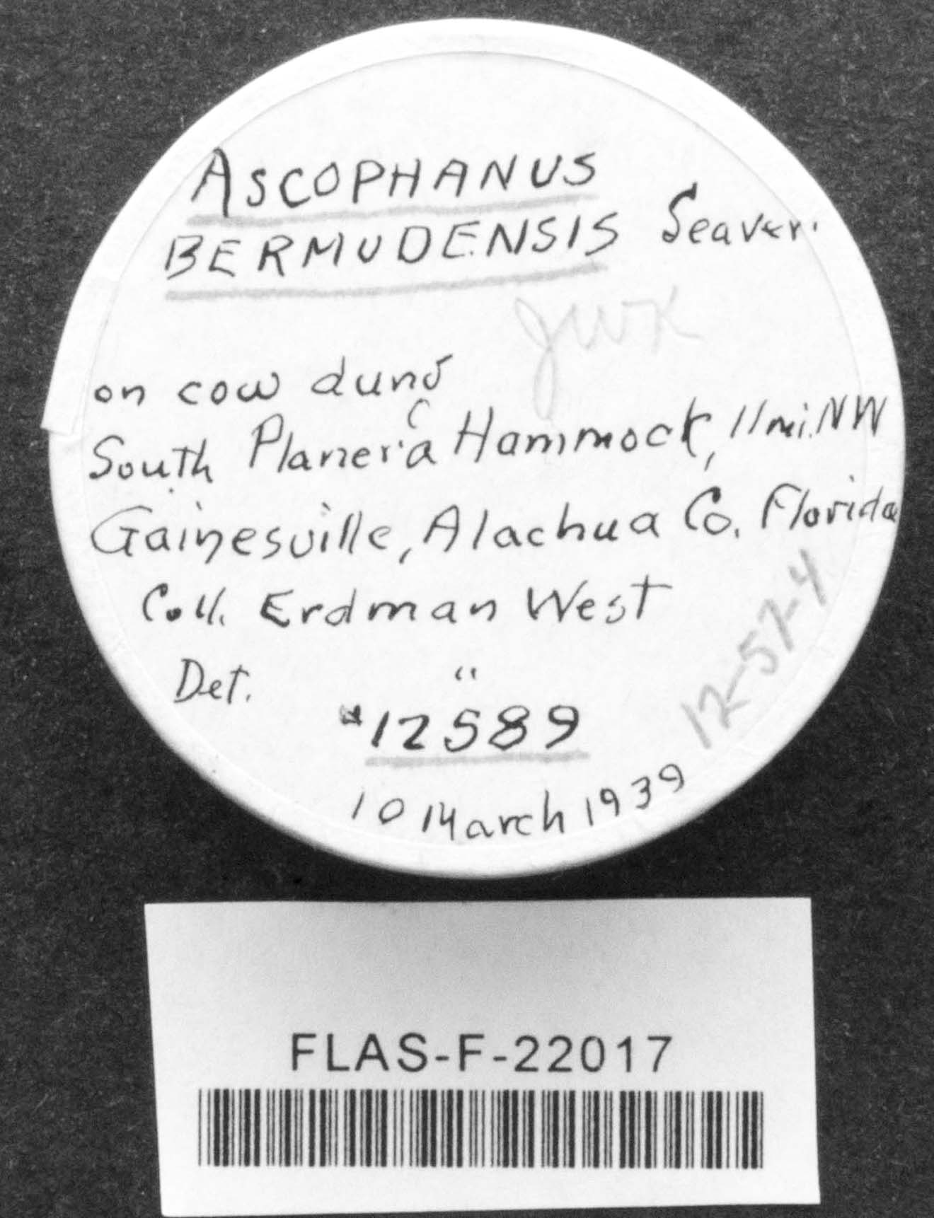Ascophanus bermudensis image