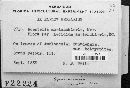 Roestelia amelanchieris image