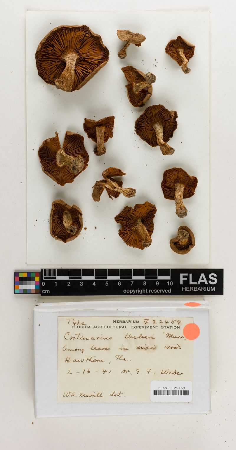 Cortinarius weberi image
