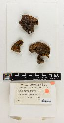 Cortinarius citriniceps image