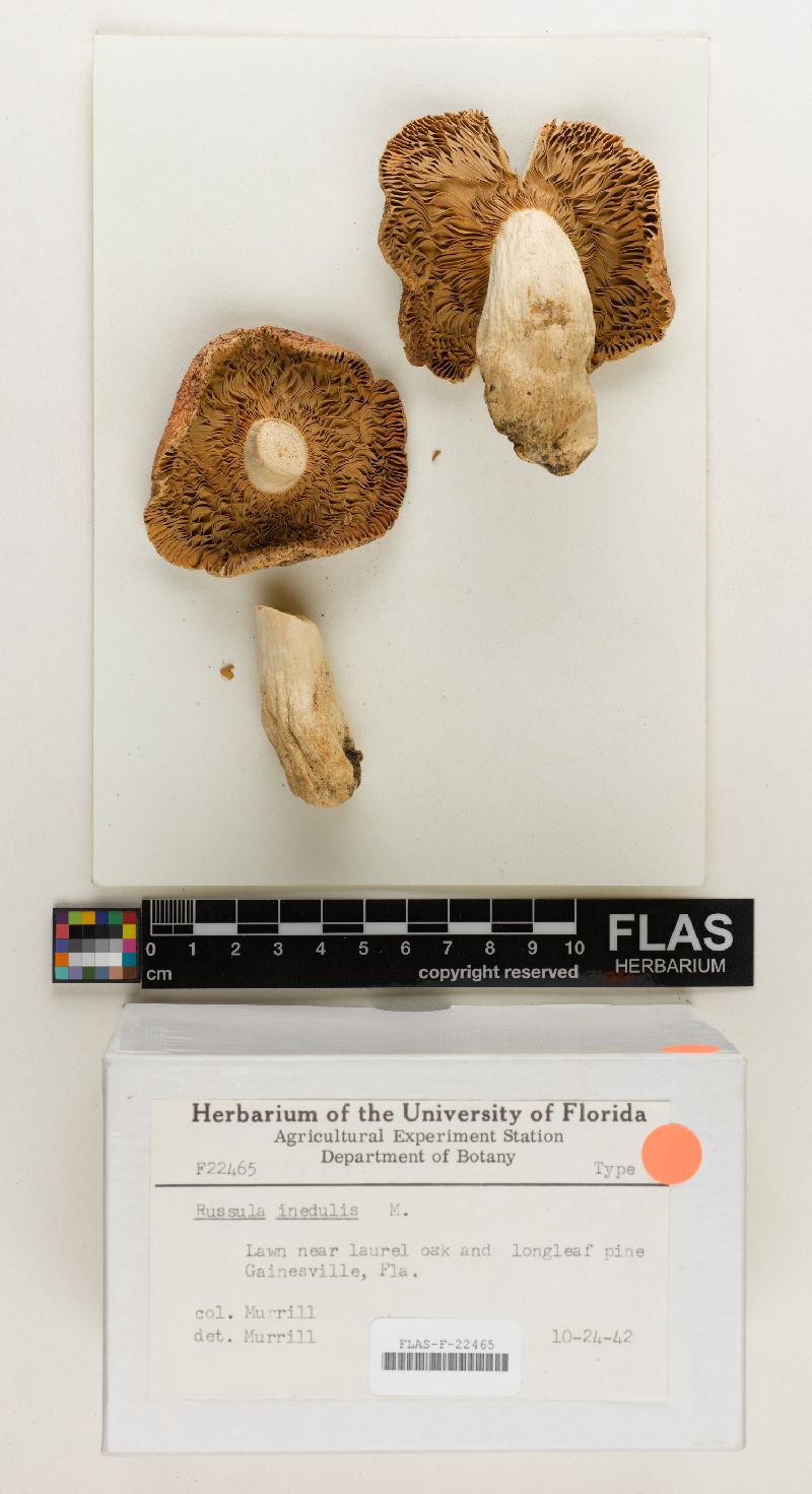 Russula inedulis image