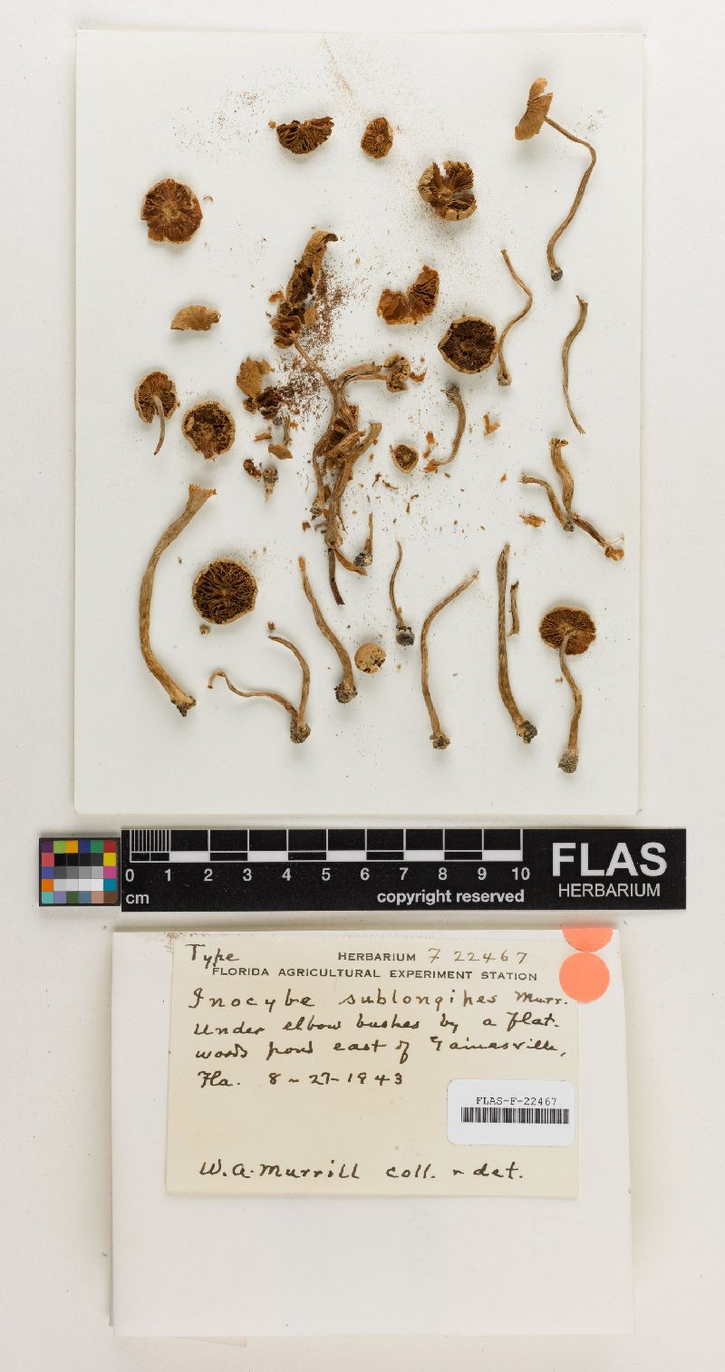 Inocybe sublongipes image