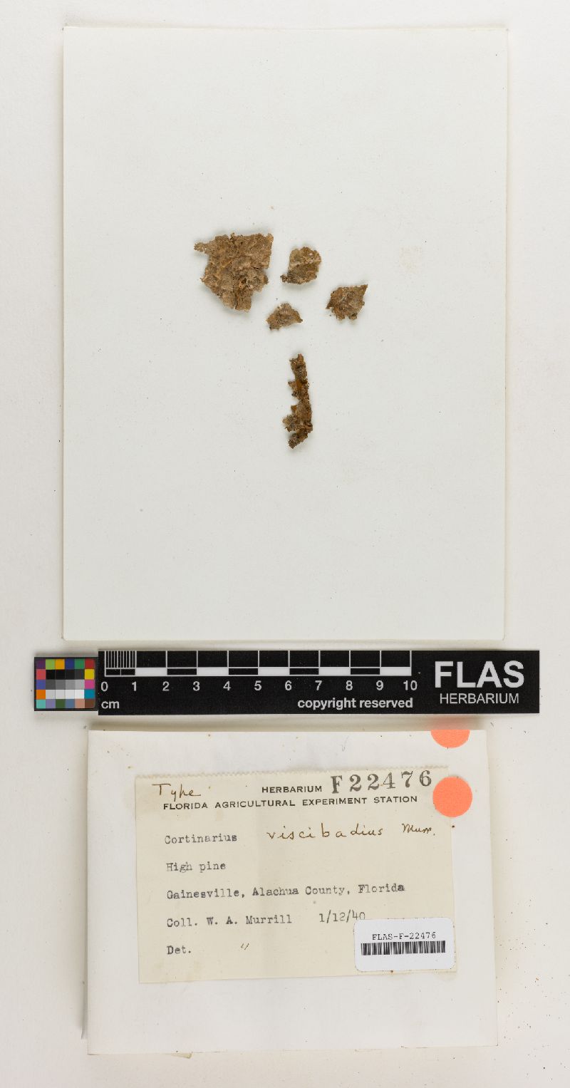 Cortinarius viscibadia image
