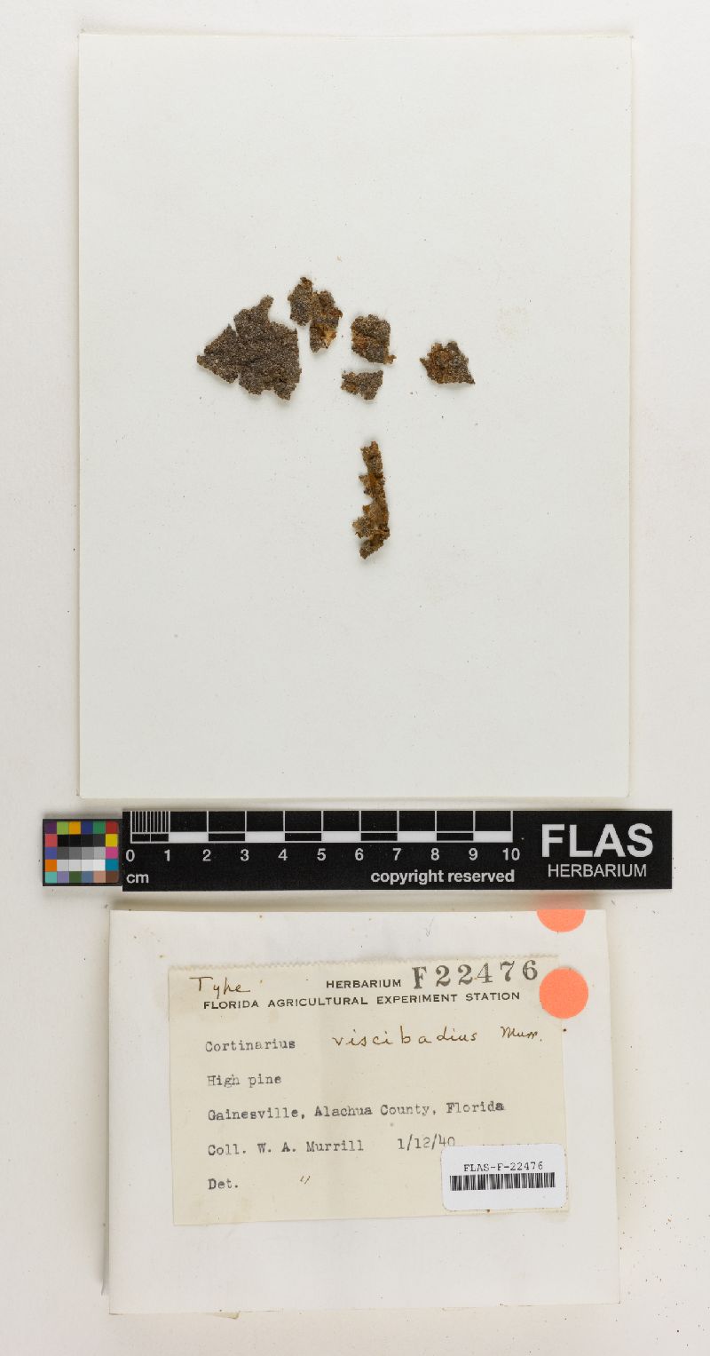 Cortinarius viscibadia image