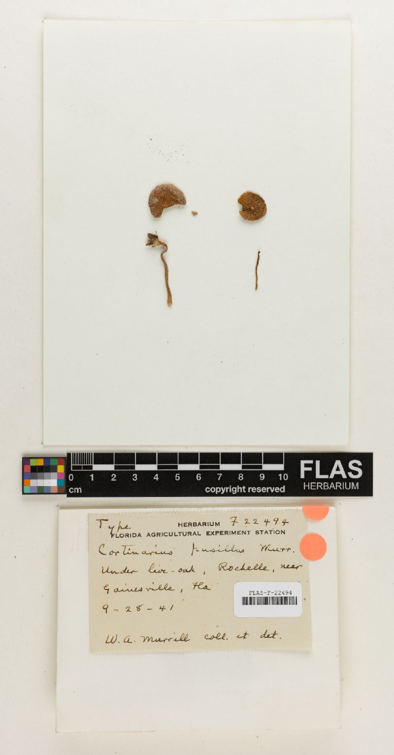 Cortinarius pusillus image
